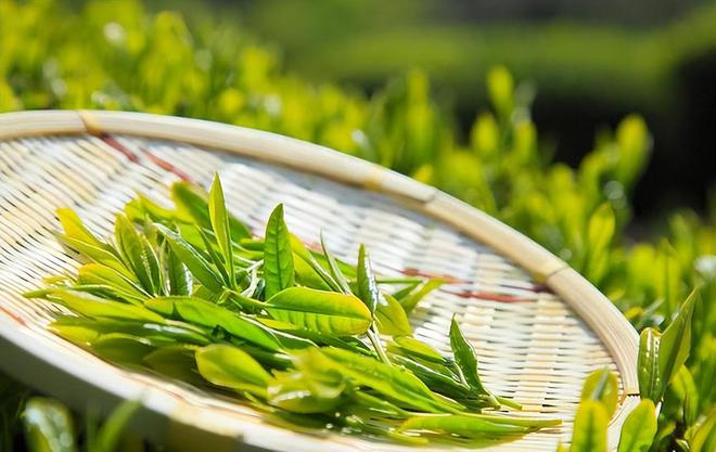  金年會茶葉過期了還可以喝嗎？或許很多人想錯了為了家人不妨了解